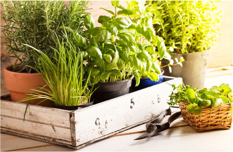How To Grow Herb Seeds Indoors