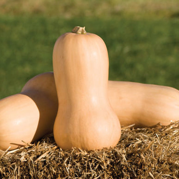 Butternut Squash Waltham