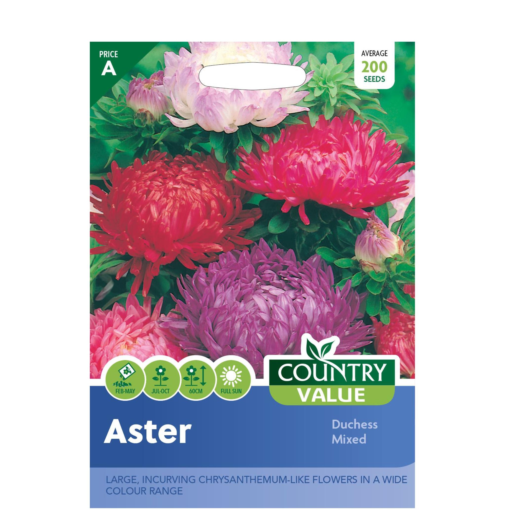 Aster Duchess Mixed