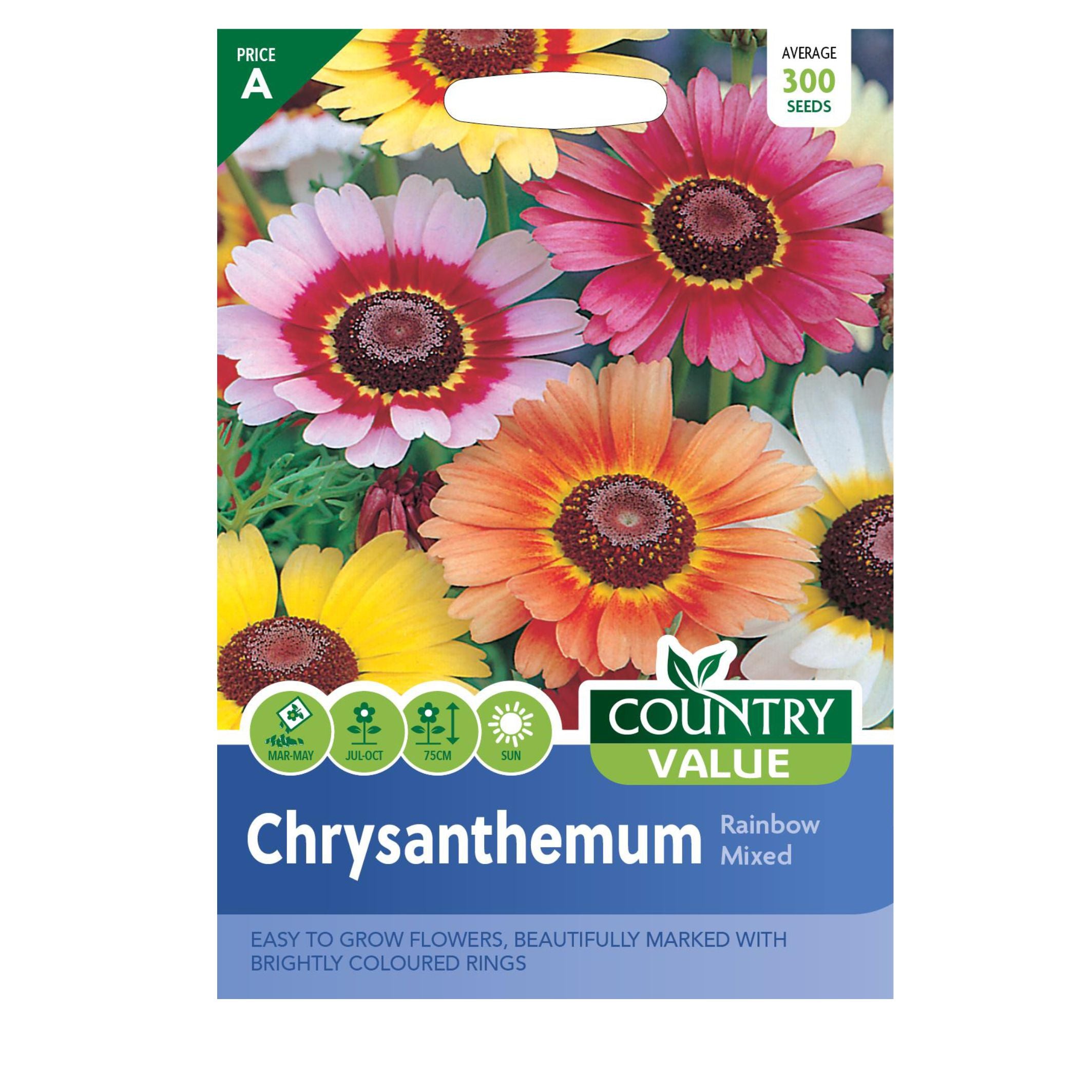 Chrysanthemum Rainbow Mixed