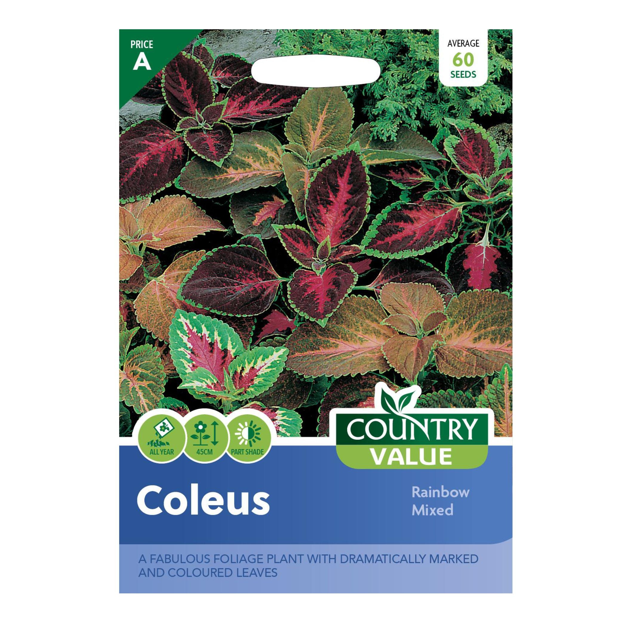 Coleus rainbow Mixed