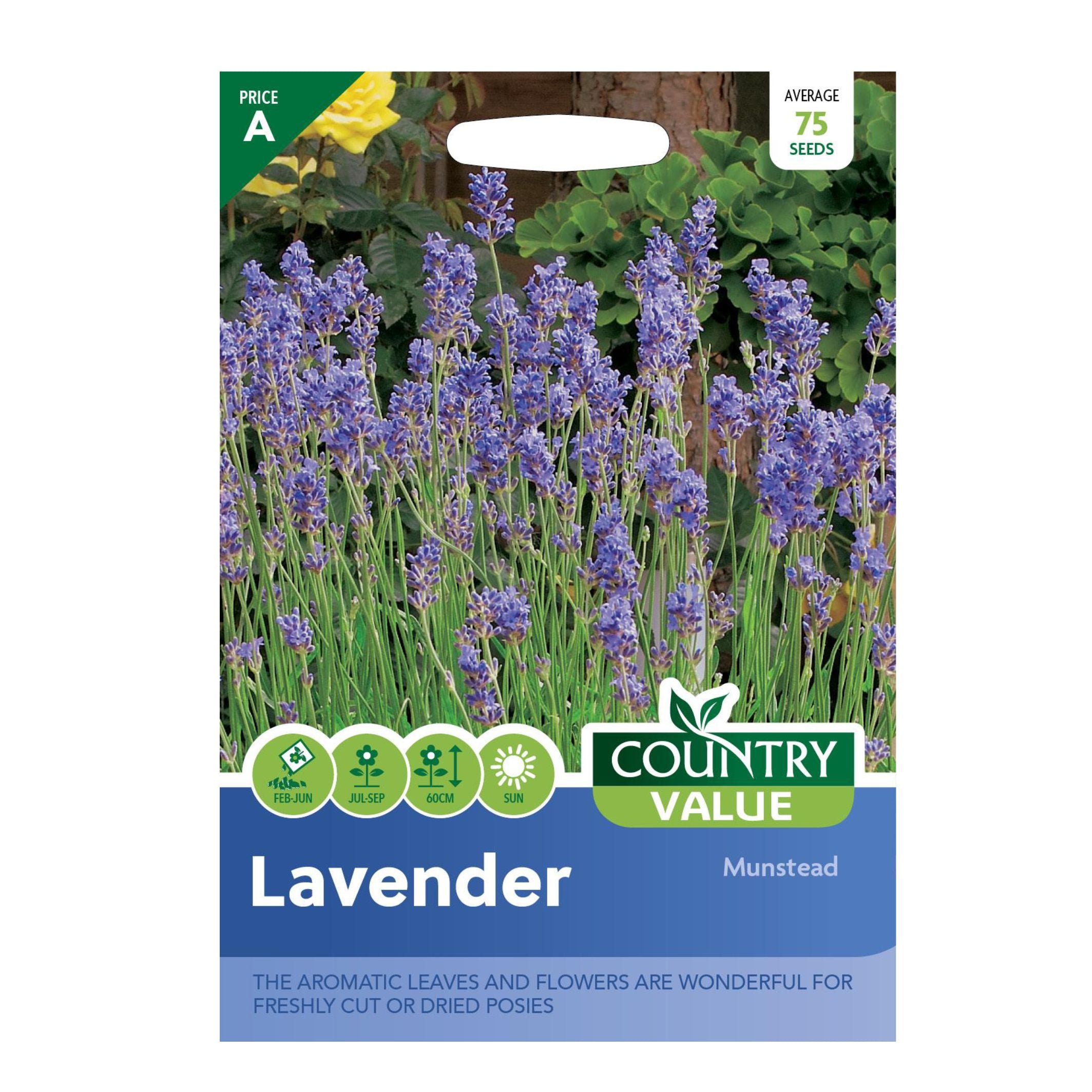 Lavender Munstead