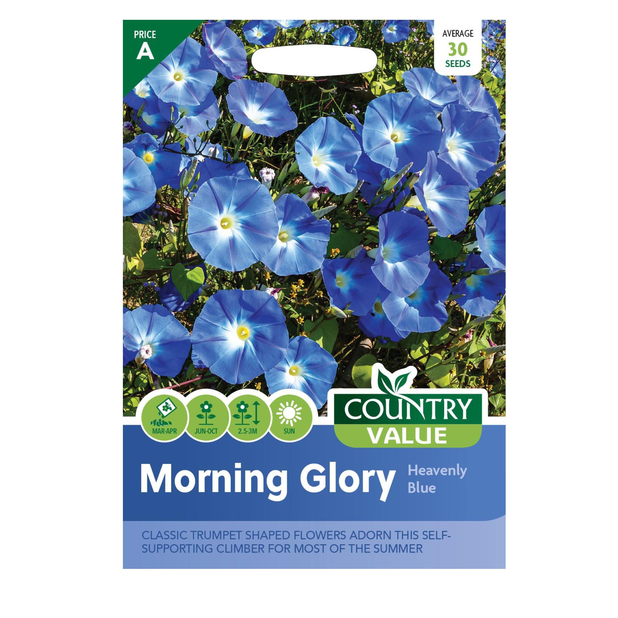 Morning Glory Heavenly blue