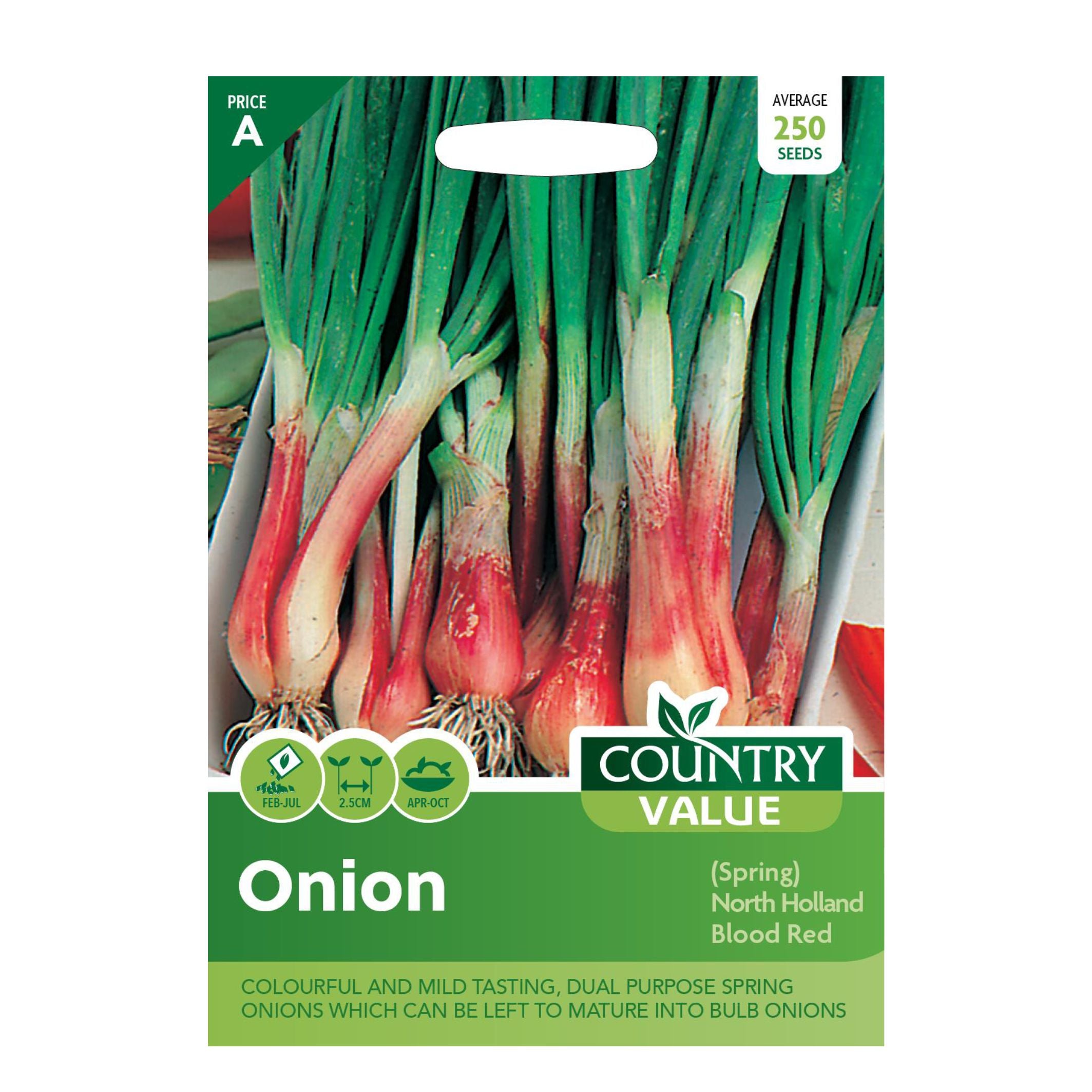 Onion North Holland Blood Red