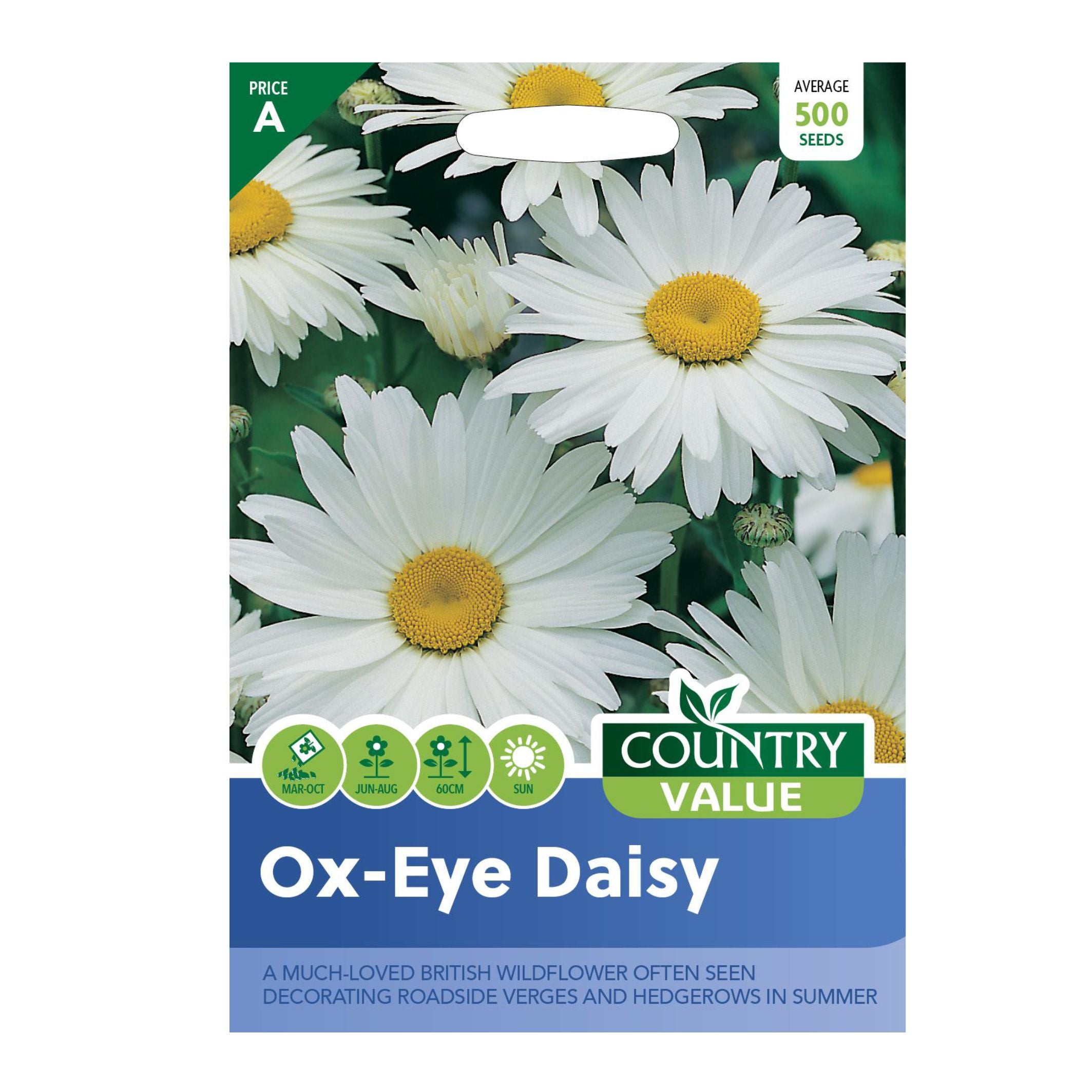 Ox Eye Daisy