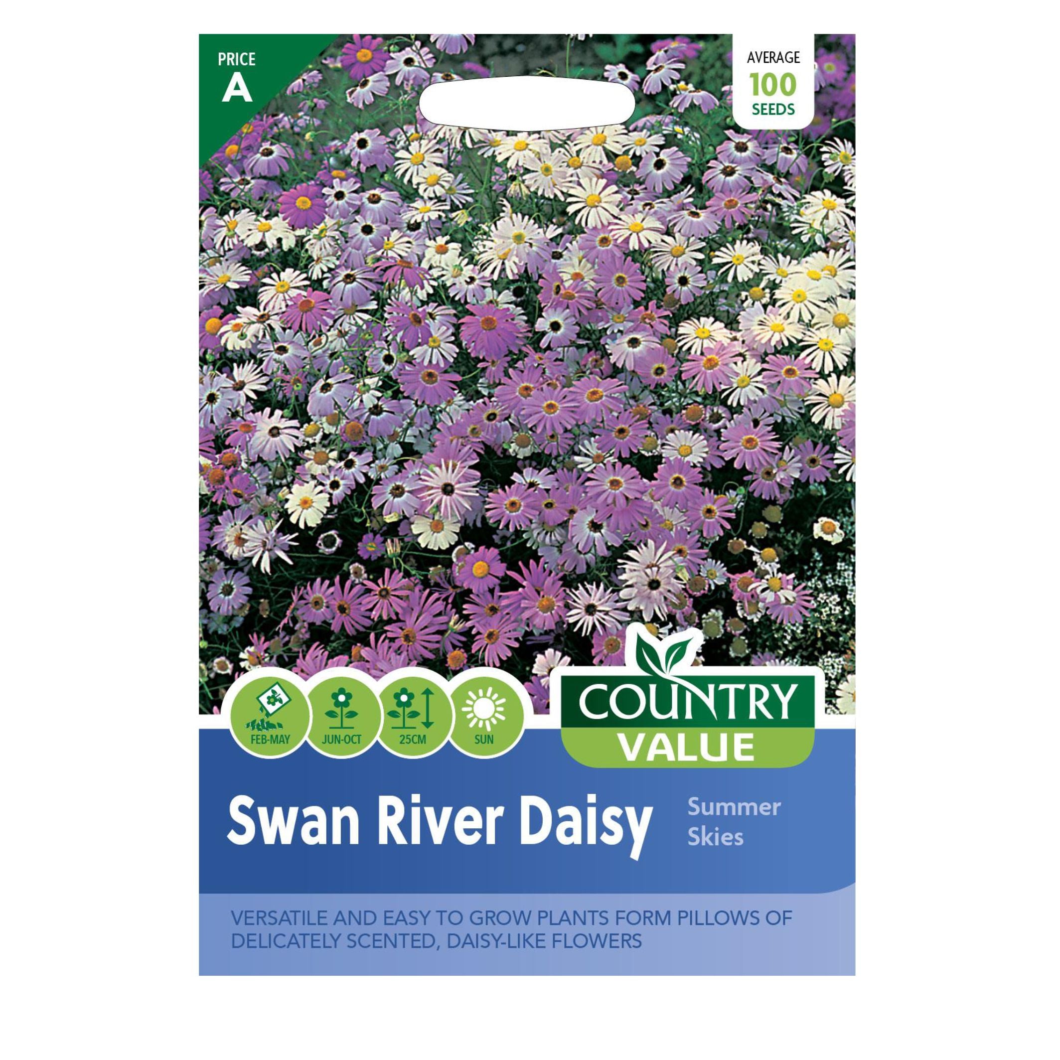 Swan River Daisy Summer Skies