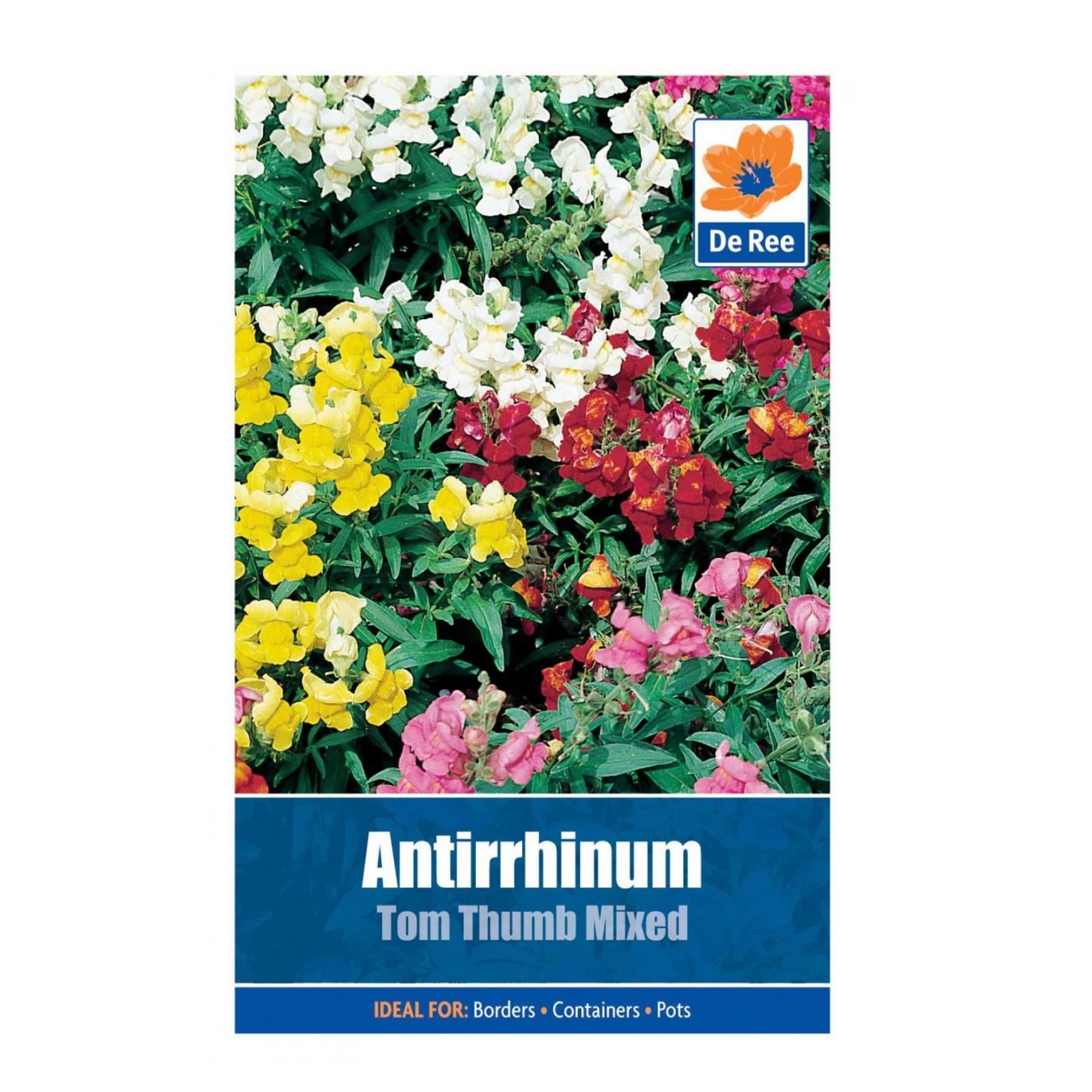 Antirrhinum Tom Thumb