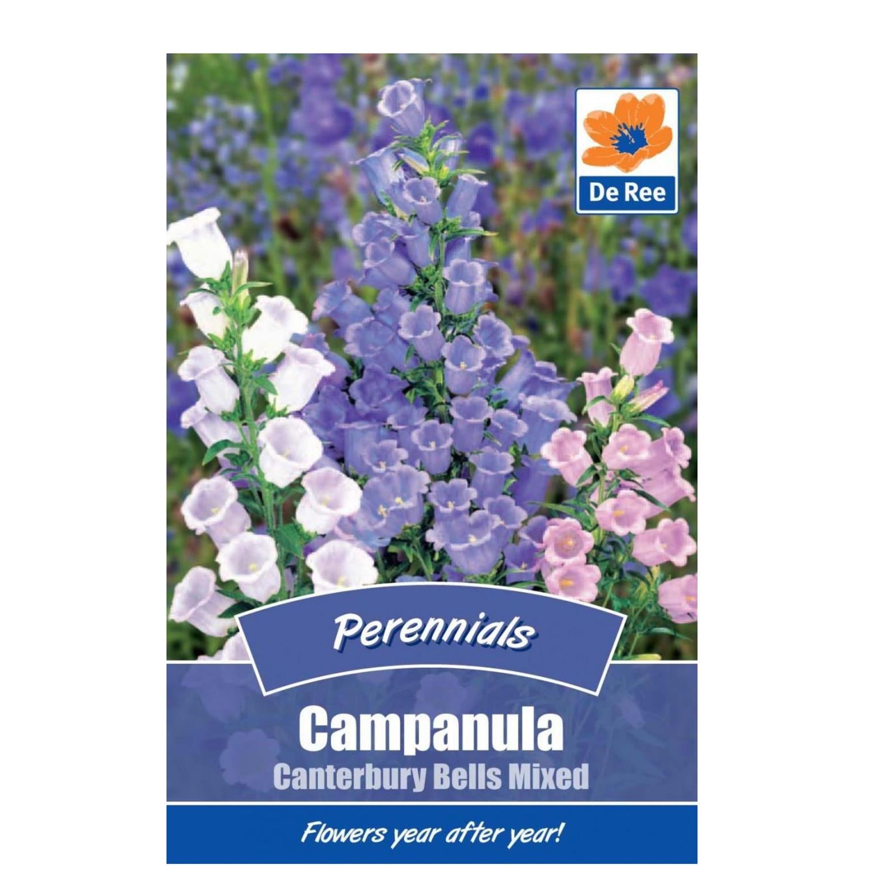 Campanula Canterbury Bells