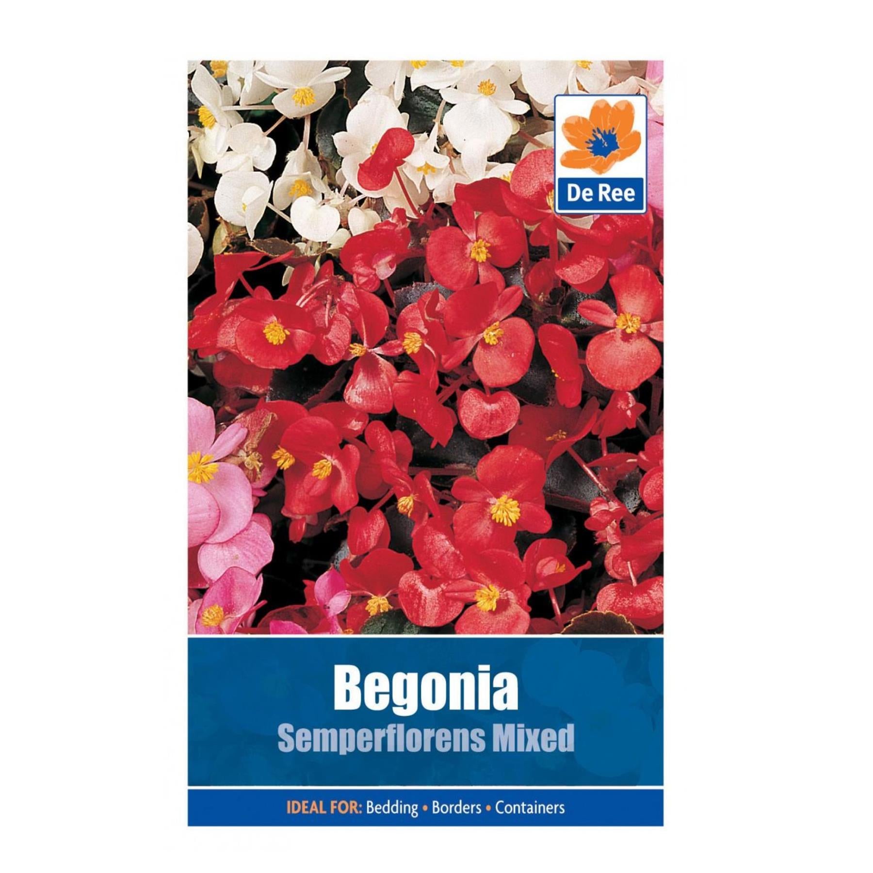 Begonia Semperflorens