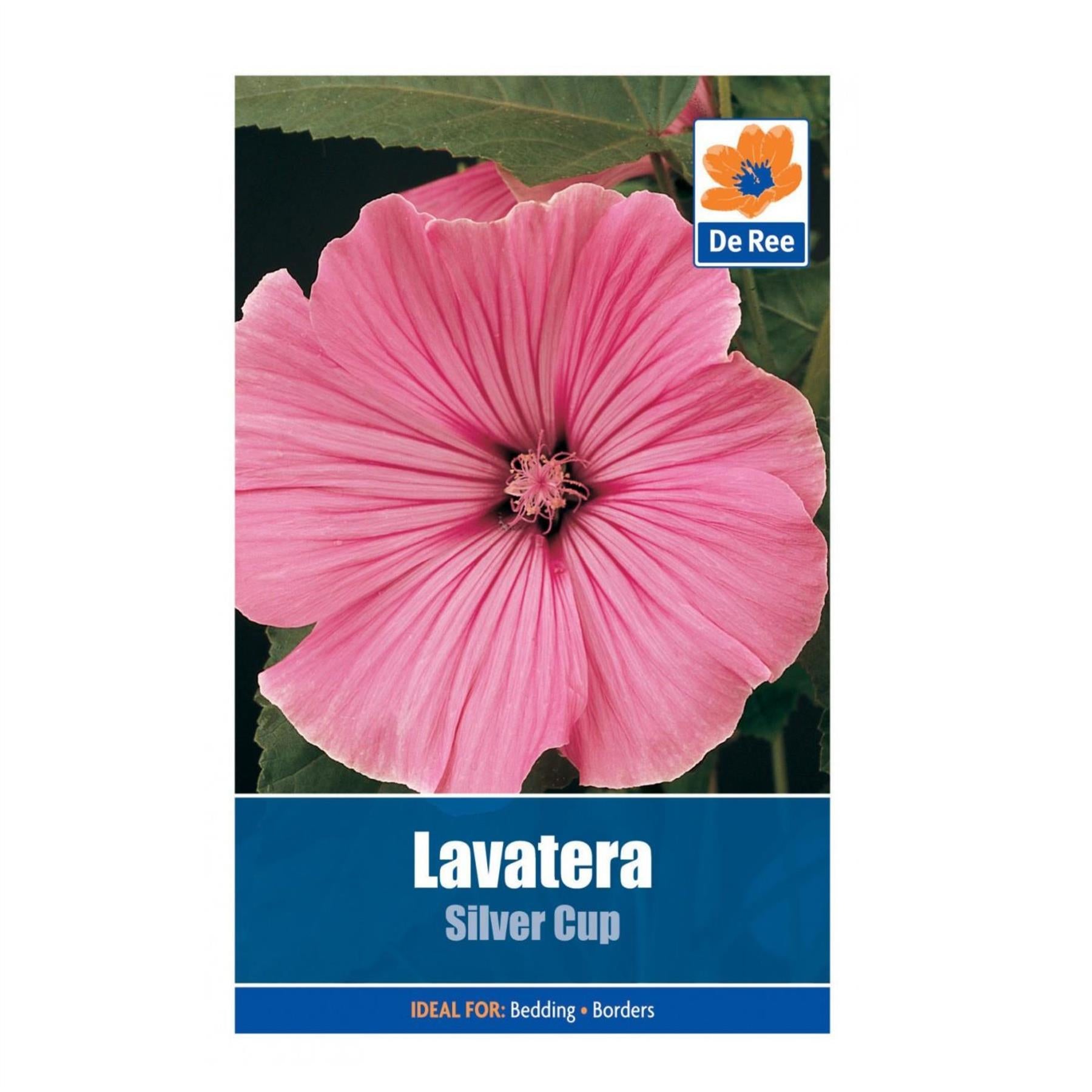 Lavatera Silver Cup