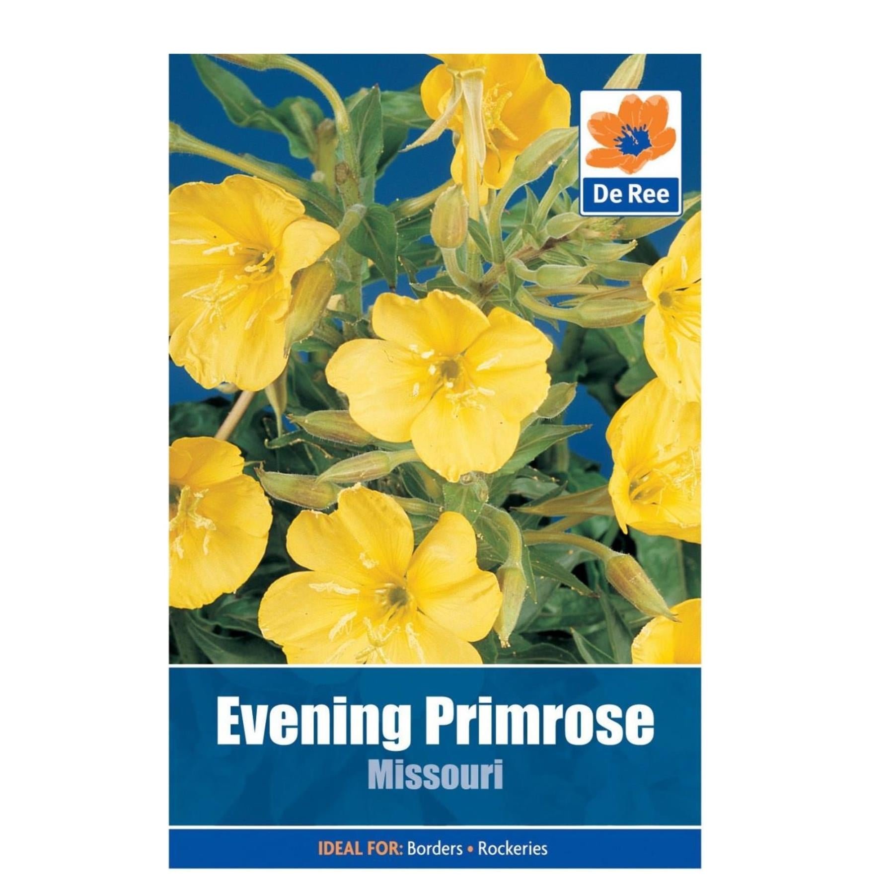 Evening Primrose Missouri