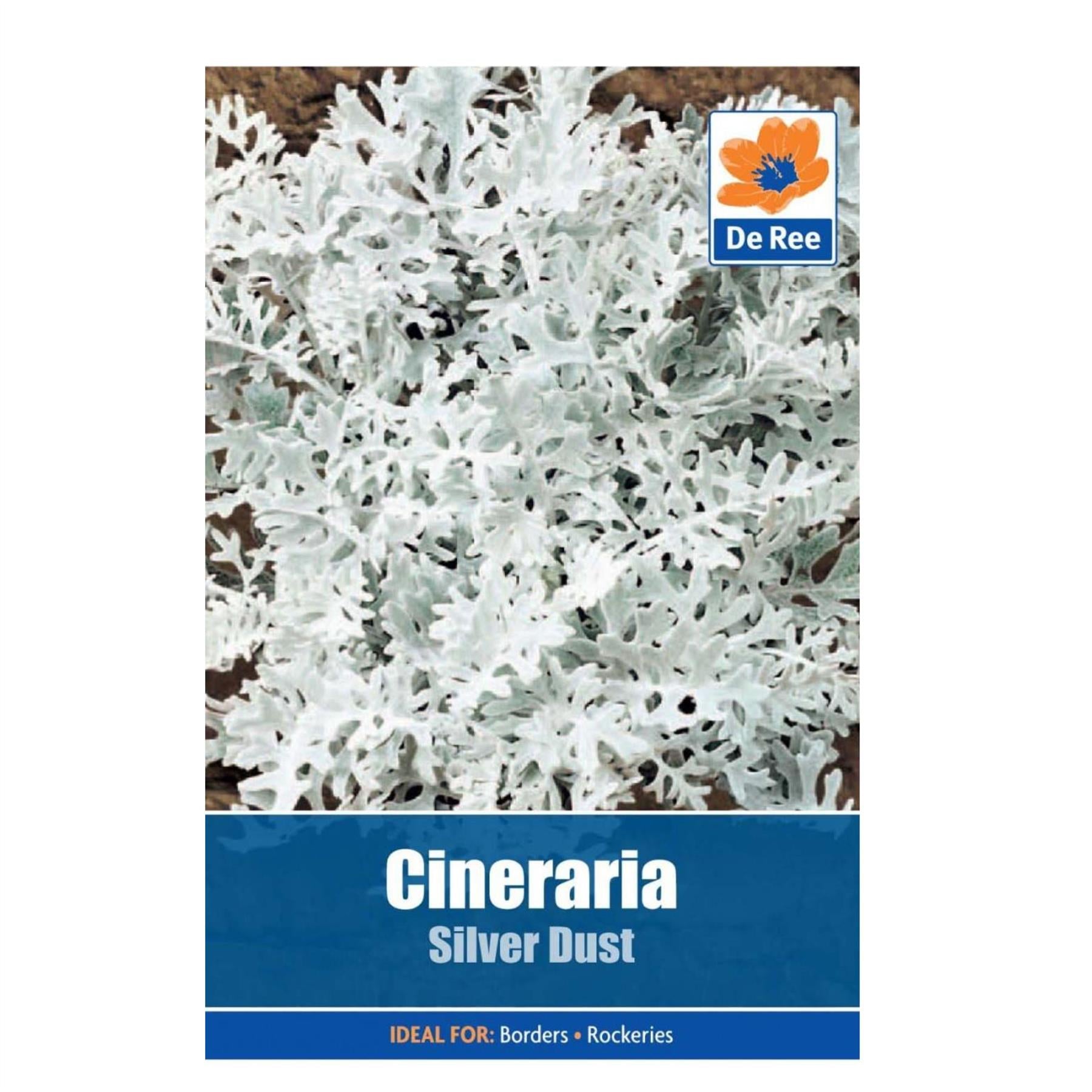 Cineraria Silver Dust