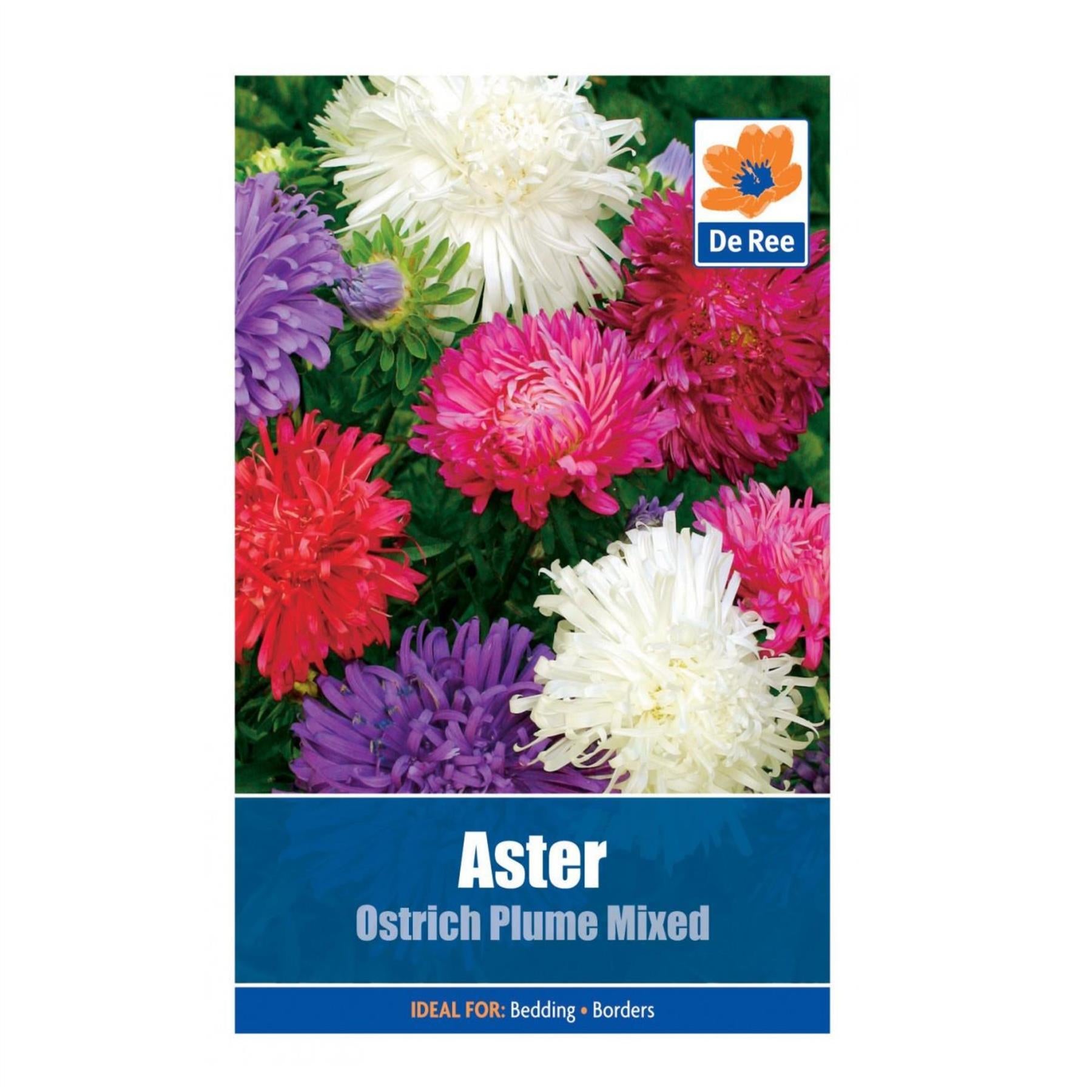 Aster Ostrich Plume