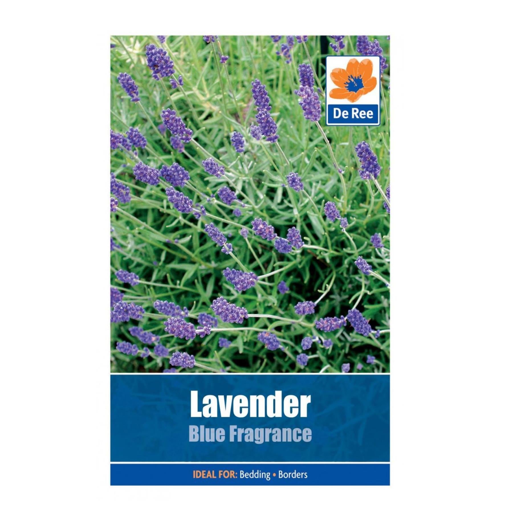 Lavender Blue Fragrance