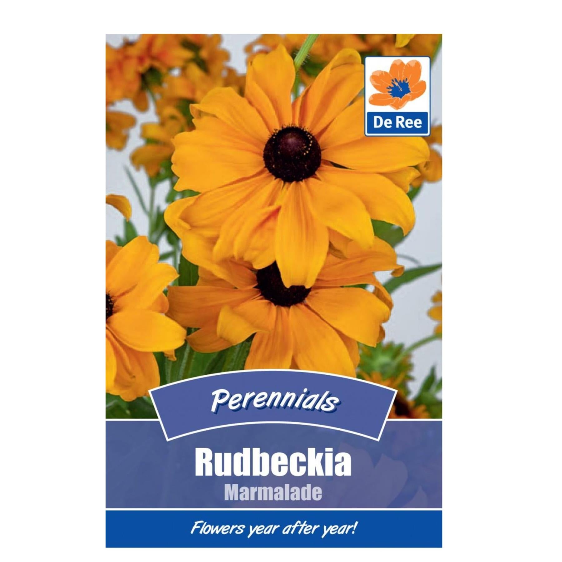 Rudbeckia Marmalade