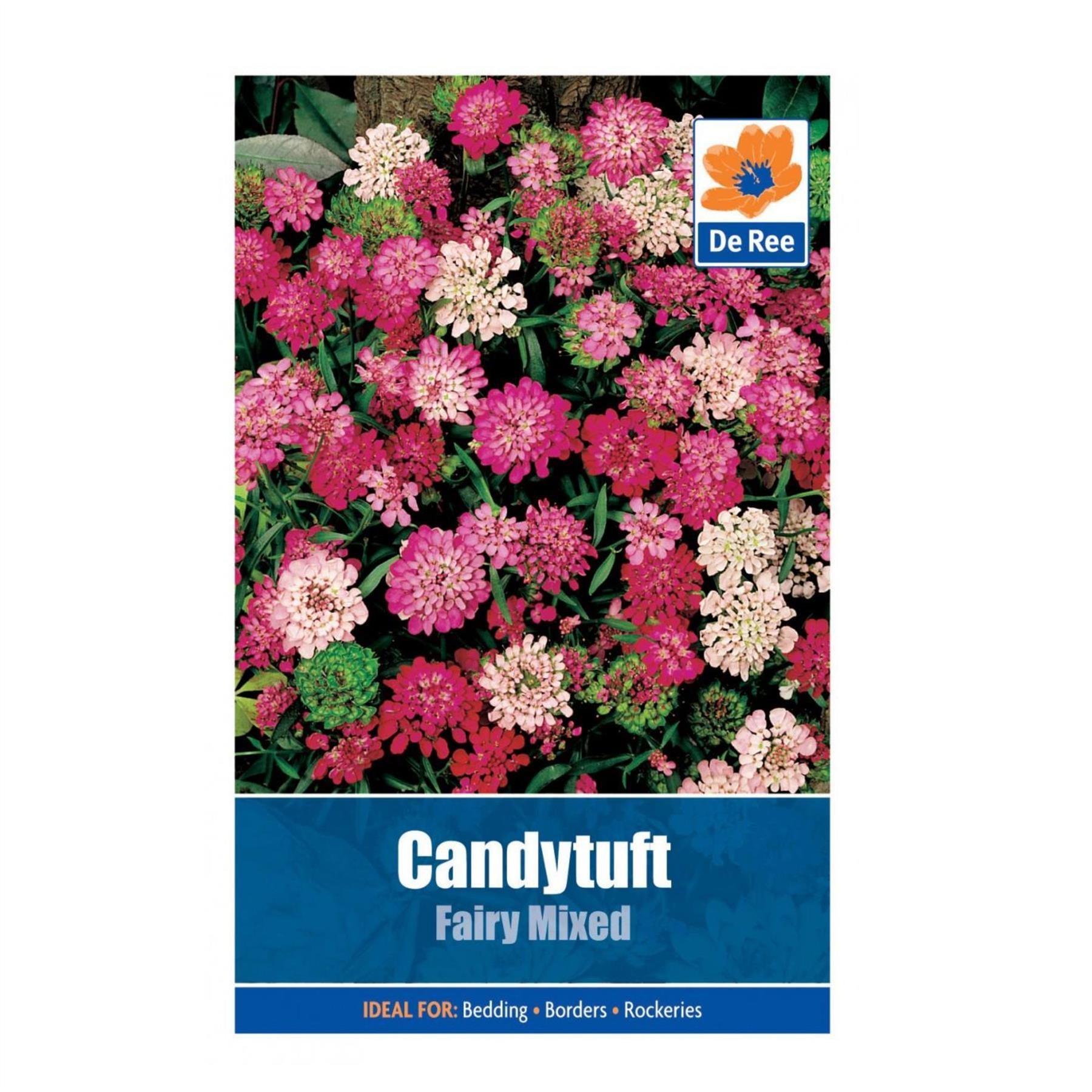 Candytuft Fairy