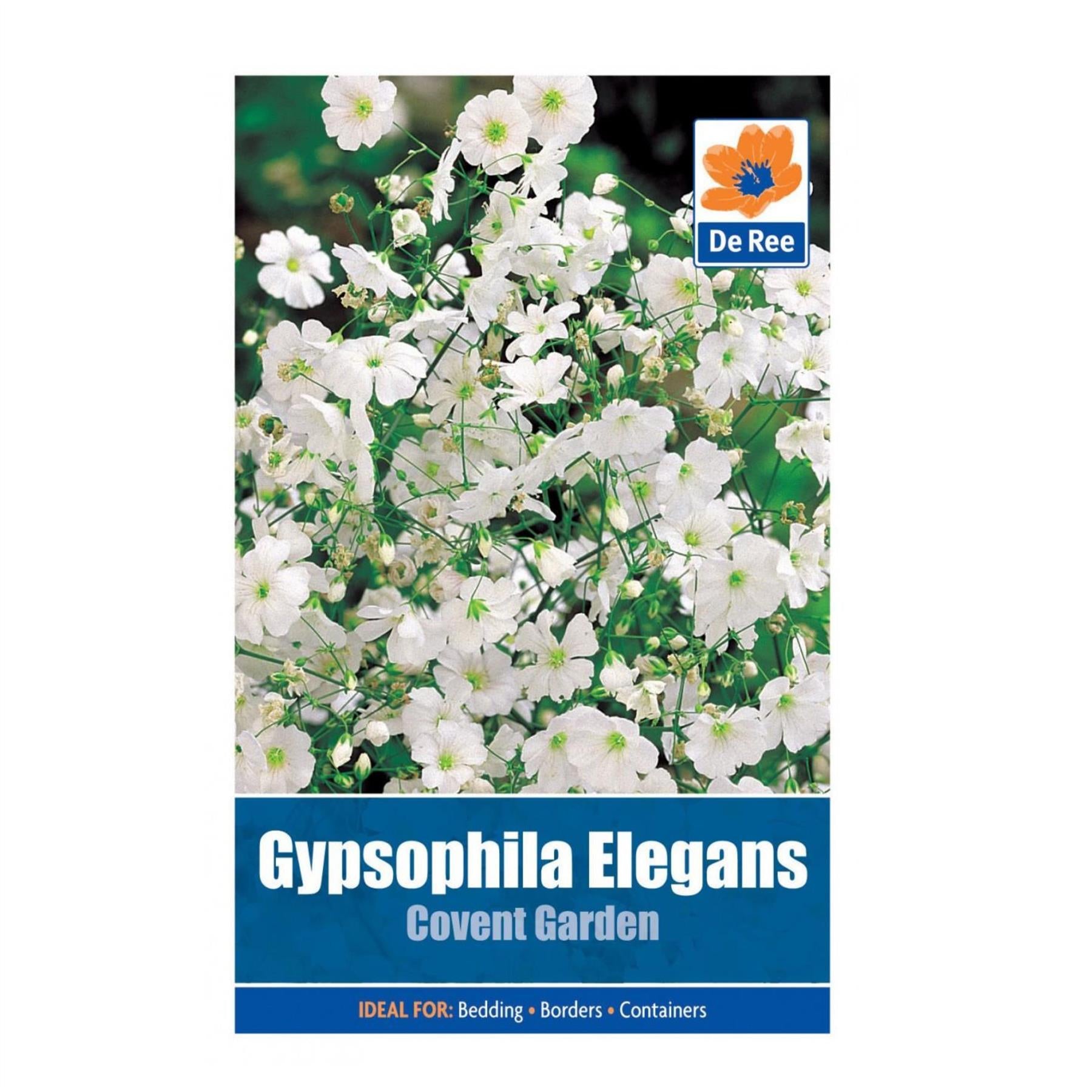 Gypsophilia Elegens Covent Garden