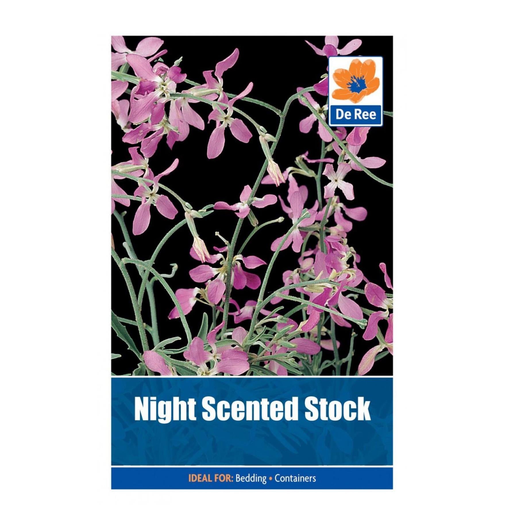 Night Scented Stock