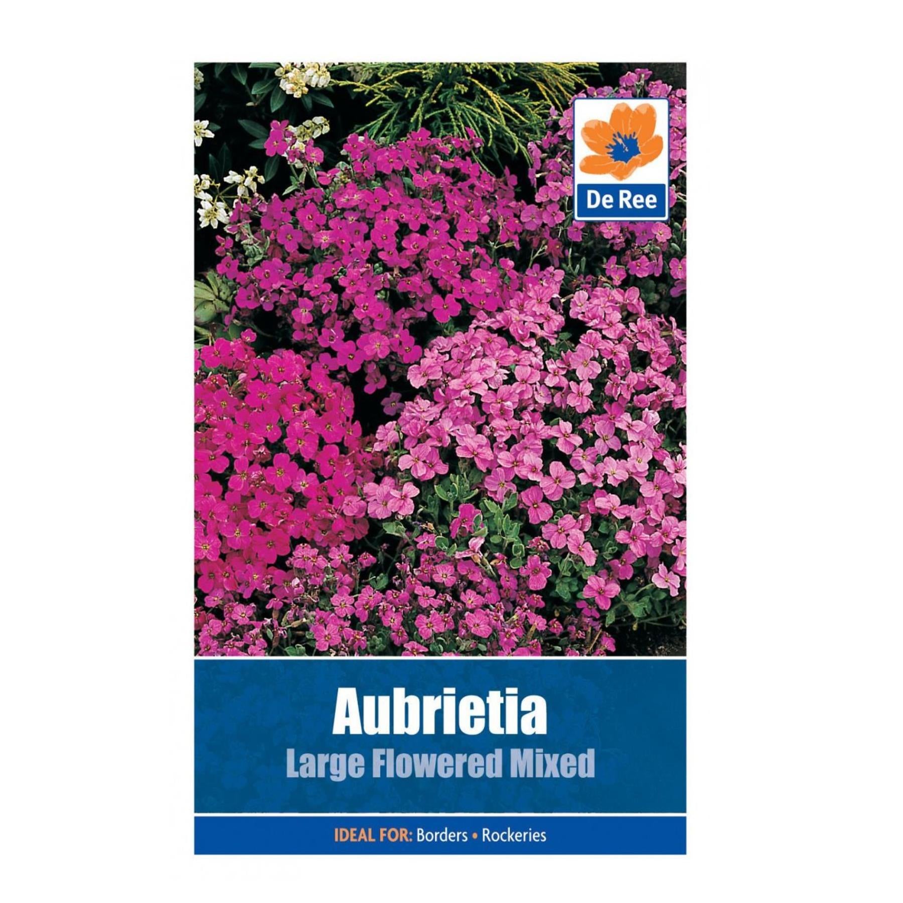 Aubretia Large Flowering