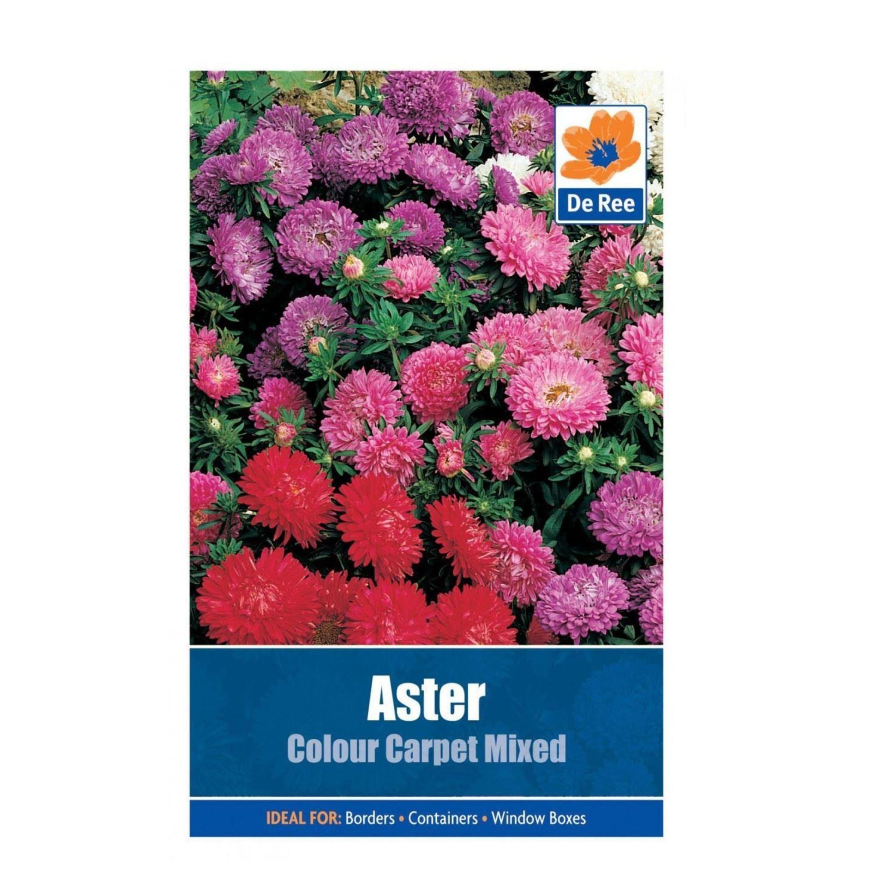 Aster Colour Carpet Mixed