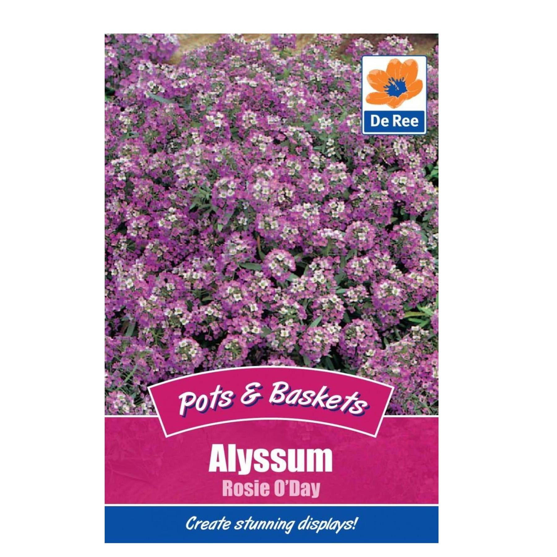 Alyssum Rosie O'day