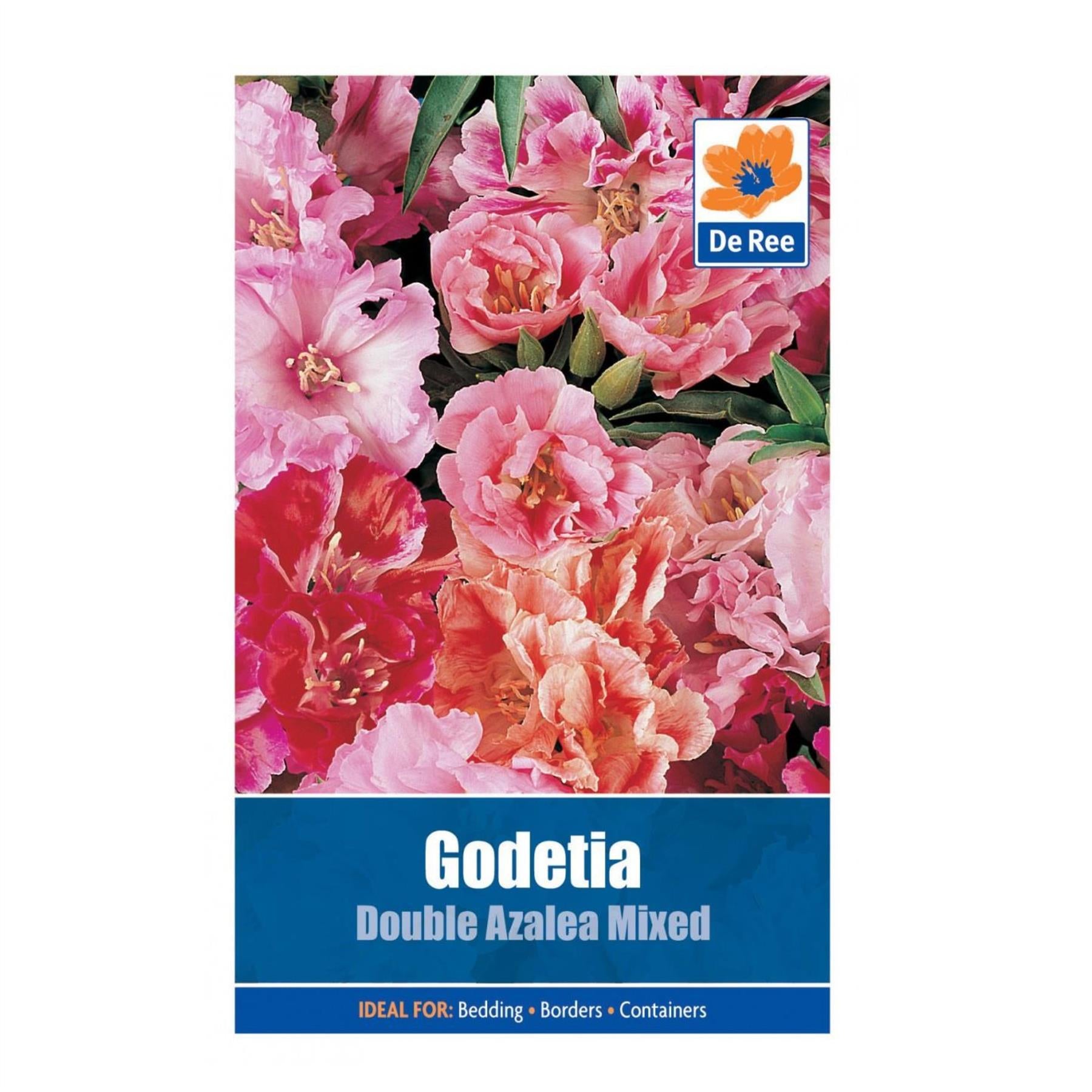 Godetia Double Azalea