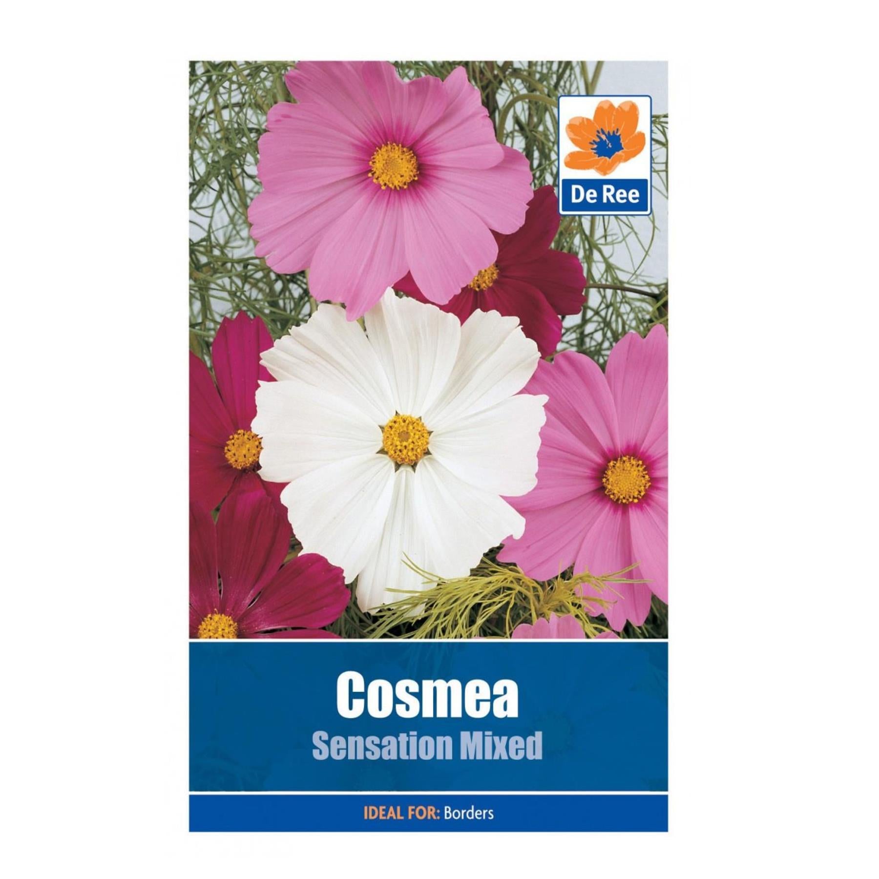 Cosmea Sensation Mixed