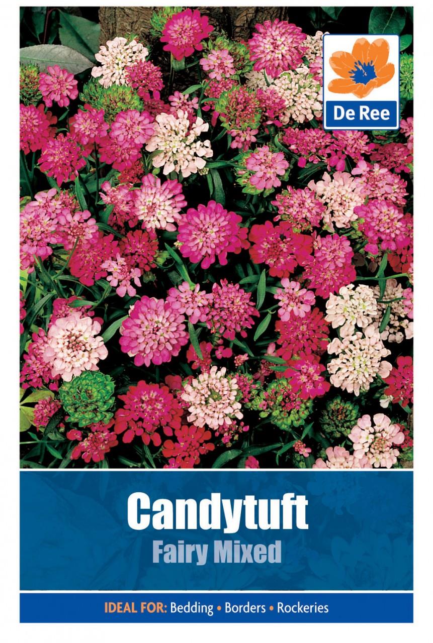 Candytuft Fairy