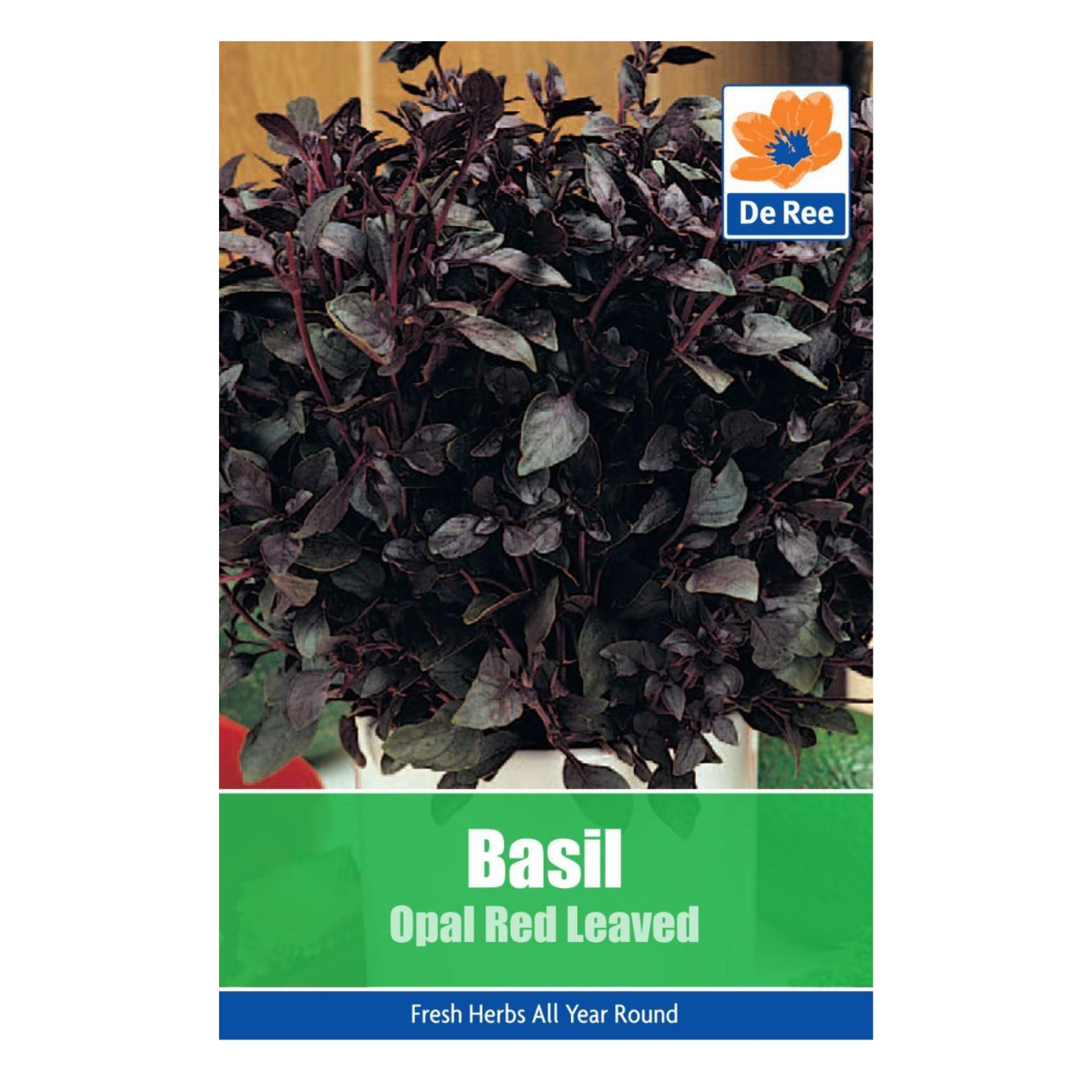 Basil Opal Red Leaved