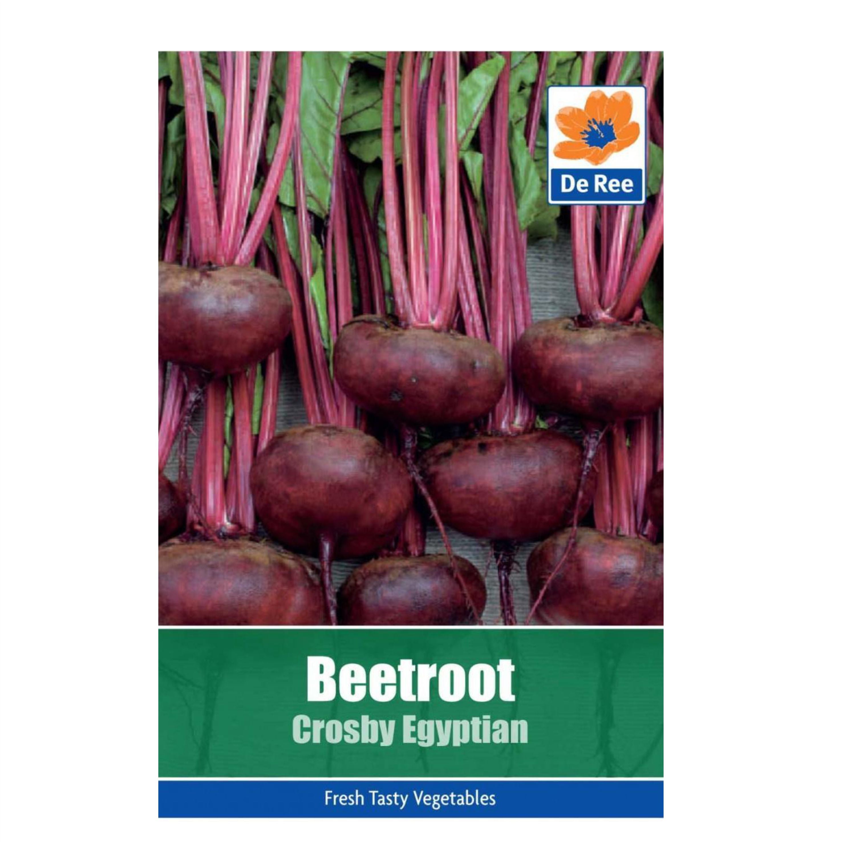 Beetroot Crosby Egyptian