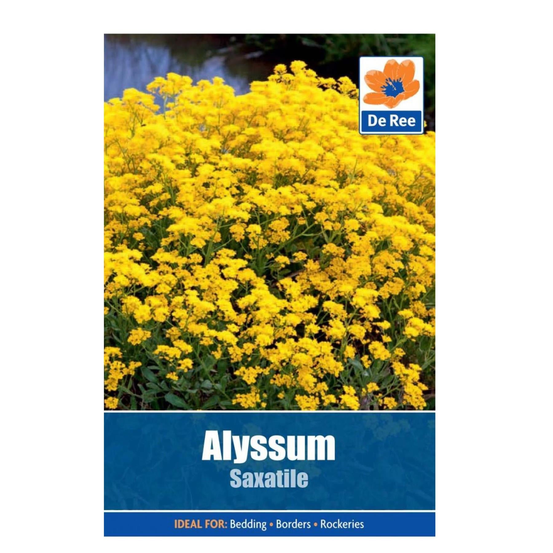 Alyssum Saxatile