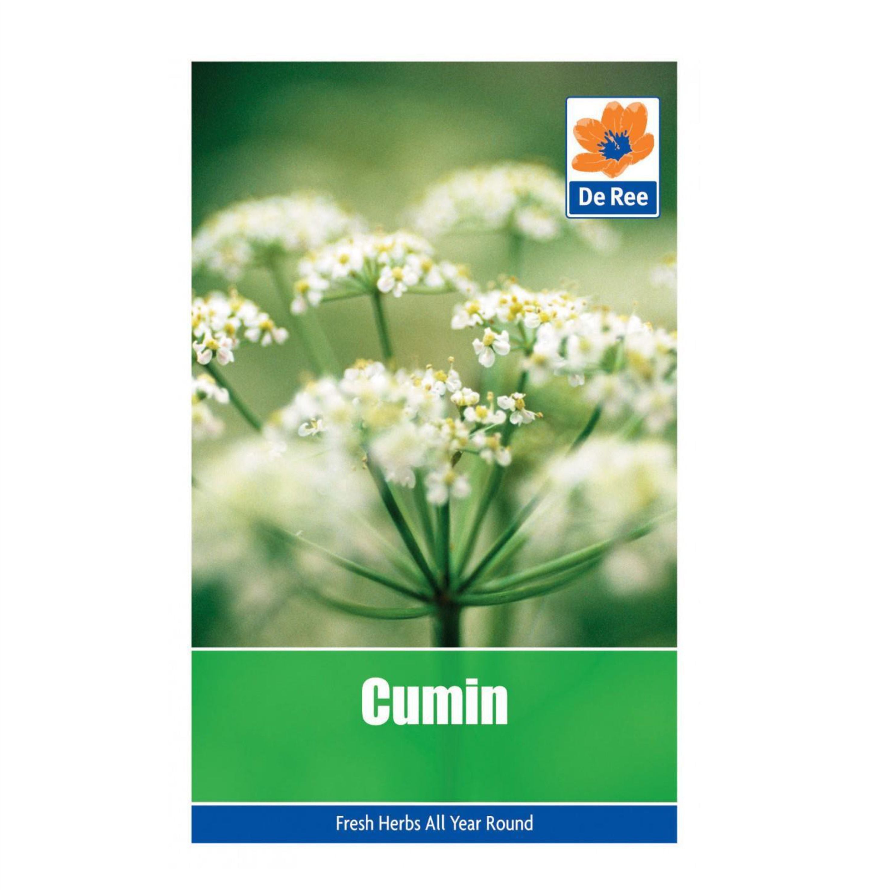 Cumin