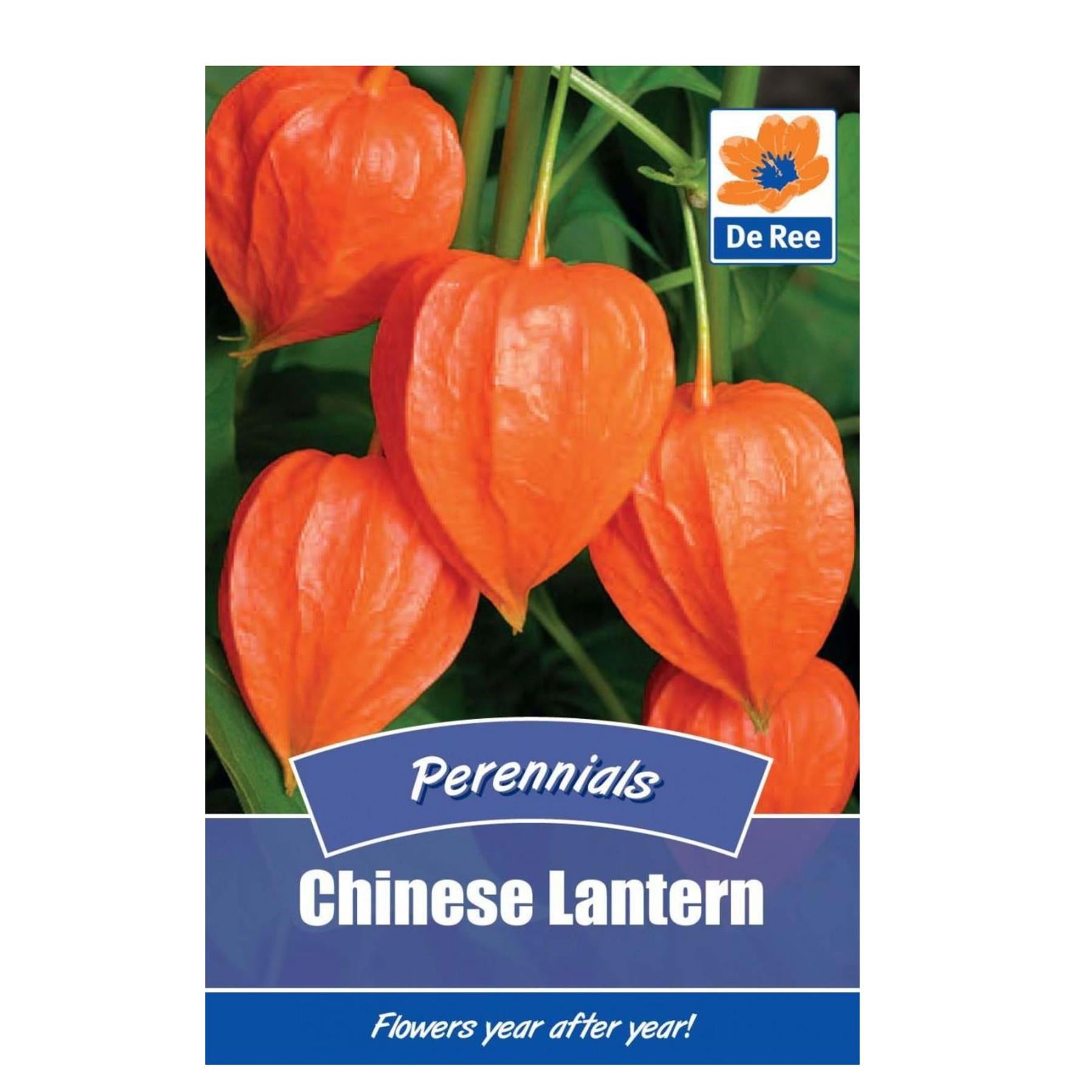 Chinese Lantern