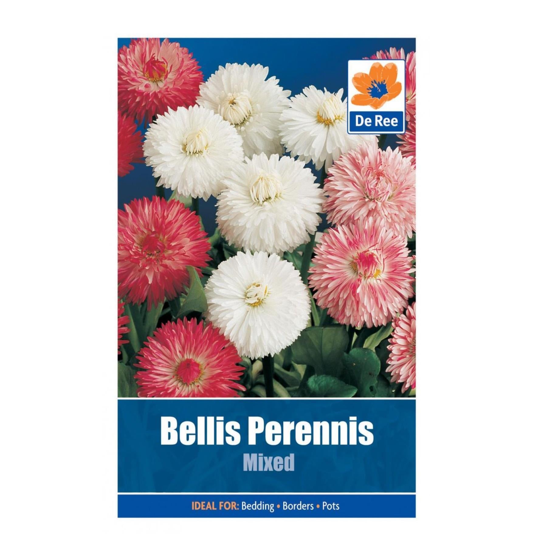 Bellis Perennis