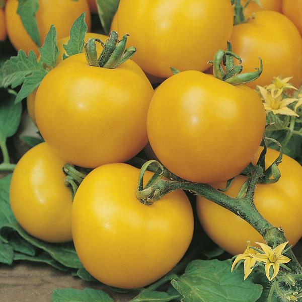 Tomato Golden Sunrise